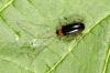 Luperus flavipes